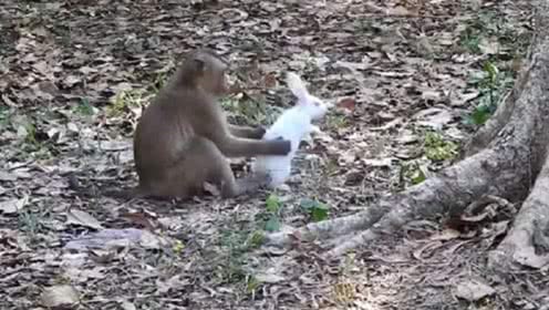 寵物大白的個(gè)人頻道 從萌寵日常到科學(xué)養(yǎng)護(hù)的全方位指南