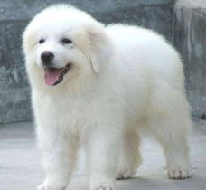 無(wú)錫大白熊犬購(gòu)買(mǎi)指南 渠道、價(jià)格與健康須知